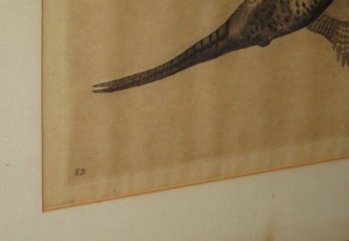 PAIR ETCHING OF GAME BIRDS IN FLIGHT - ADDITIONAL PHOTO 8