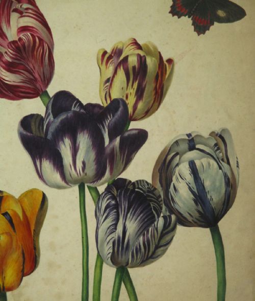 SUPERB REGENCY BOTANICAL WATERCOLOUR - ADDITIONAL PHOTO 3