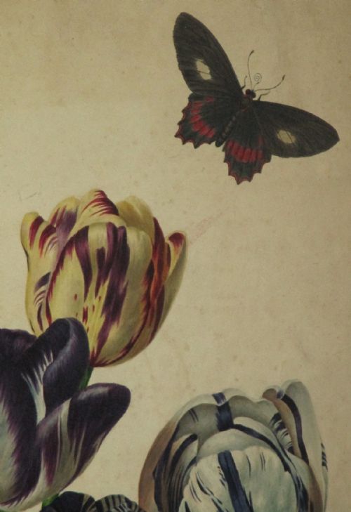 SUPERB REGENCY BOTANICAL WATERCOLOUR - ADDITIONAL PHOTO 4