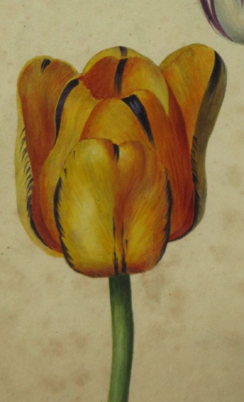 SUPERB REGENCY BOTANICAL WATERCOLOUR - ADDITIONAL PHOTO 5