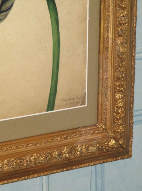 SUPERB REGENCY BOTANICAL WATERCOLOUR - ADDITIONAL PHOTO 6