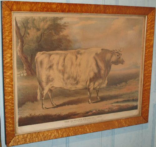 'the rutland prize ox' regency print - CATEGORY: ANTIQUE ART - DATED REGENCY