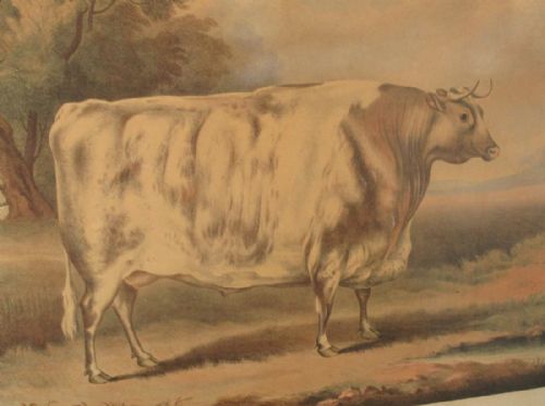 'THE RUTLAND PRIZE OX' REGENCY PRINT - ADDITIONAL PHOTO 1