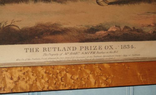 'THE RUTLAND PRIZE OX' REGENCY PRINT - ADDITIONAL PHOTO 2