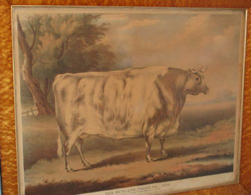 'THE RUTLAND PRIZE OX' REGENCY PRINT - ADDITIONAL PHOTO 4