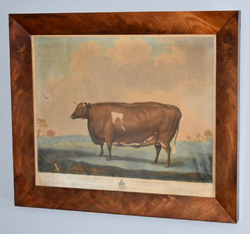 georgian prize cattle print 'unrivalled lincolnshire heifer' - CATEGORY: ANTIQUE ART - DATED GEORGIAN