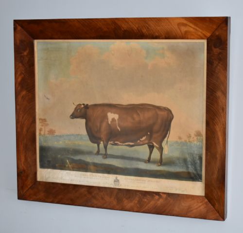 GEORGIAN PRIZE CATTLE PRINT 'UNRIVALLED LINCOLNSHIRE HEIFER' - ADDITIONAL PHOTO 1