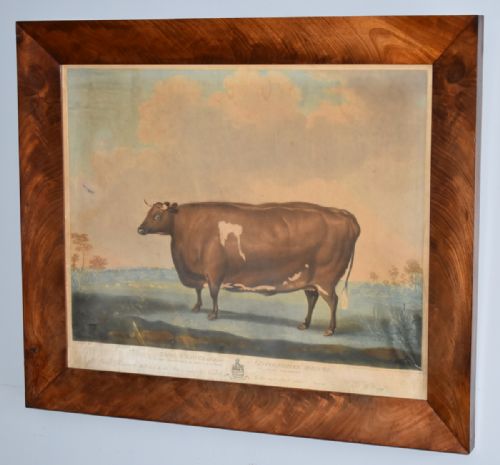 GEORGIAN PRIZE CATTLE PRINT 'UNRIVALLED LINCOLNSHIRE HEIFER' - ADDITIONAL PHOTO 2