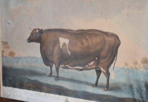 GEORGIAN PRIZE CATTLE PRINT 'UNRIVALLED LINCOLNSHIRE HEIFER' - ADDITIONAL PHOTO 3
