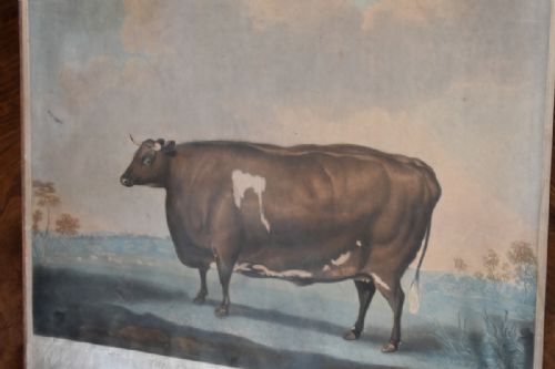 GEORGIAN PRIZE CATTLE PRINT 'UNRIVALLED LINCOLNSHIRE HEIFER' - ADDITIONAL PHOTO 4