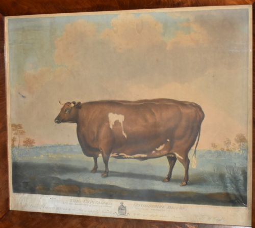 GEORGIAN PRIZE CATTLE PRINT 'UNRIVALLED LINCOLNSHIRE HEIFER' - ADDITIONAL PHOTO 5