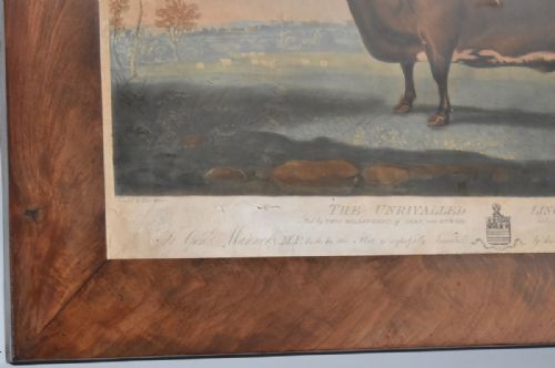 GEORGIAN PRIZE CATTLE PRINT 'UNRIVALLED LINCOLNSHIRE HEIFER' - ADDITIONAL PHOTO 6