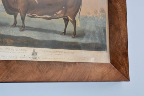 GEORGIAN PRIZE CATTLE PRINT 'UNRIVALLED LINCOLNSHIRE HEIFER' - ADDITIONAL PHOTO 7