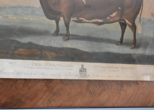 GEORGIAN PRIZE CATTLE PRINT 'UNRIVALLED LINCOLNSHIRE HEIFER' - ADDITIONAL PHOTO 8