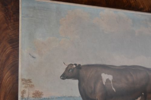GEORGIAN PRIZE CATTLE PRINT 'UNRIVALLED LINCOLNSHIRE HEIFER' - ADDITIONAL PHOTO 9