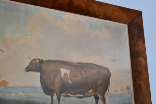 GEORGIAN PRIZE CATTLE PRINT 'UNRIVALLED LINCOLNSHIRE HEIFER' - ADDITIONAL PHOTO 10