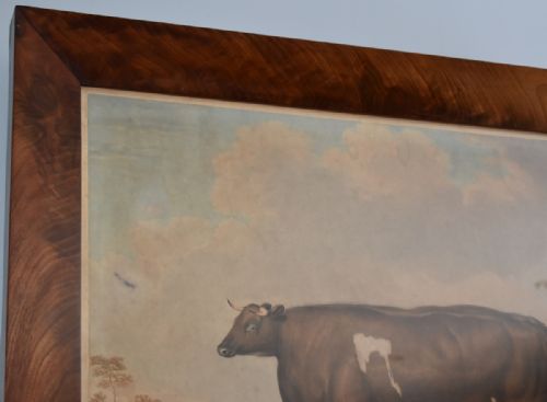 GEORGIAN PRIZE CATTLE PRINT 'UNRIVALLED LINCOLNSHIRE HEIFER' - ADDITIONAL PHOTO 11