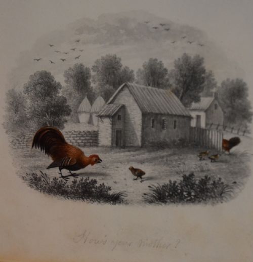 SUPERB PAIR OF REGENCY DRAWINGS WITH CHICKENS - ADDITIONAL PHOTO 3