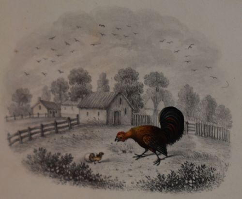 SUPERB PAIR OF REGENCY DRAWINGS WITH CHICKENS - ADDITIONAL PHOTO 6