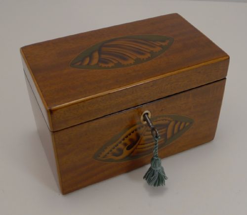 Superb Antique English Conch Shell Inlaid Mahogany Tea Caddy C.1800
