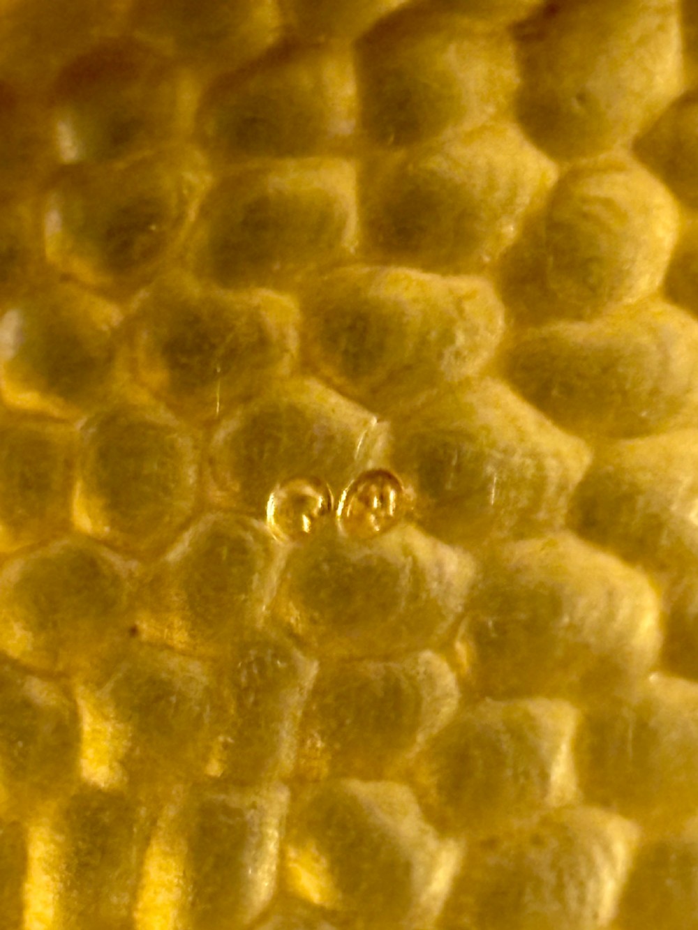 Victorian Arts & Crafts Silver Gilt Cigar case  1889 Horton & Allday View XV
