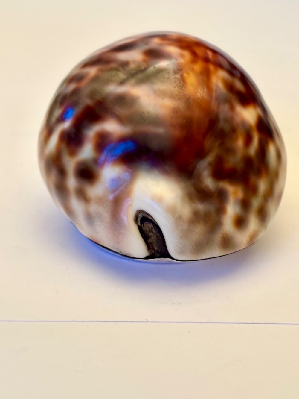 George III Scottish Provincial Silver Cowrie Shell Snuff Box ROBERT KEAY PERTH c1800 View VII