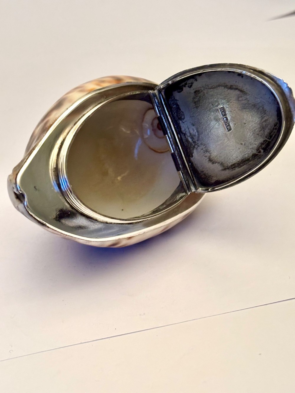 George III Scottish Provincial Silver Cowrie Shell Snuff Box ROBERT KEAY PERTH c1800 View VIII