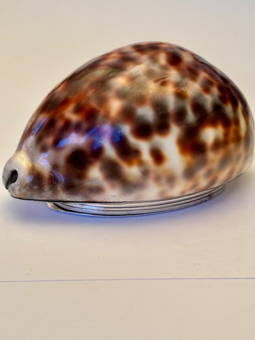 George III Scottish Provincial Silver Cowrie Shell Snuff Box ROBERT KEAY PERTH c1800 View IX