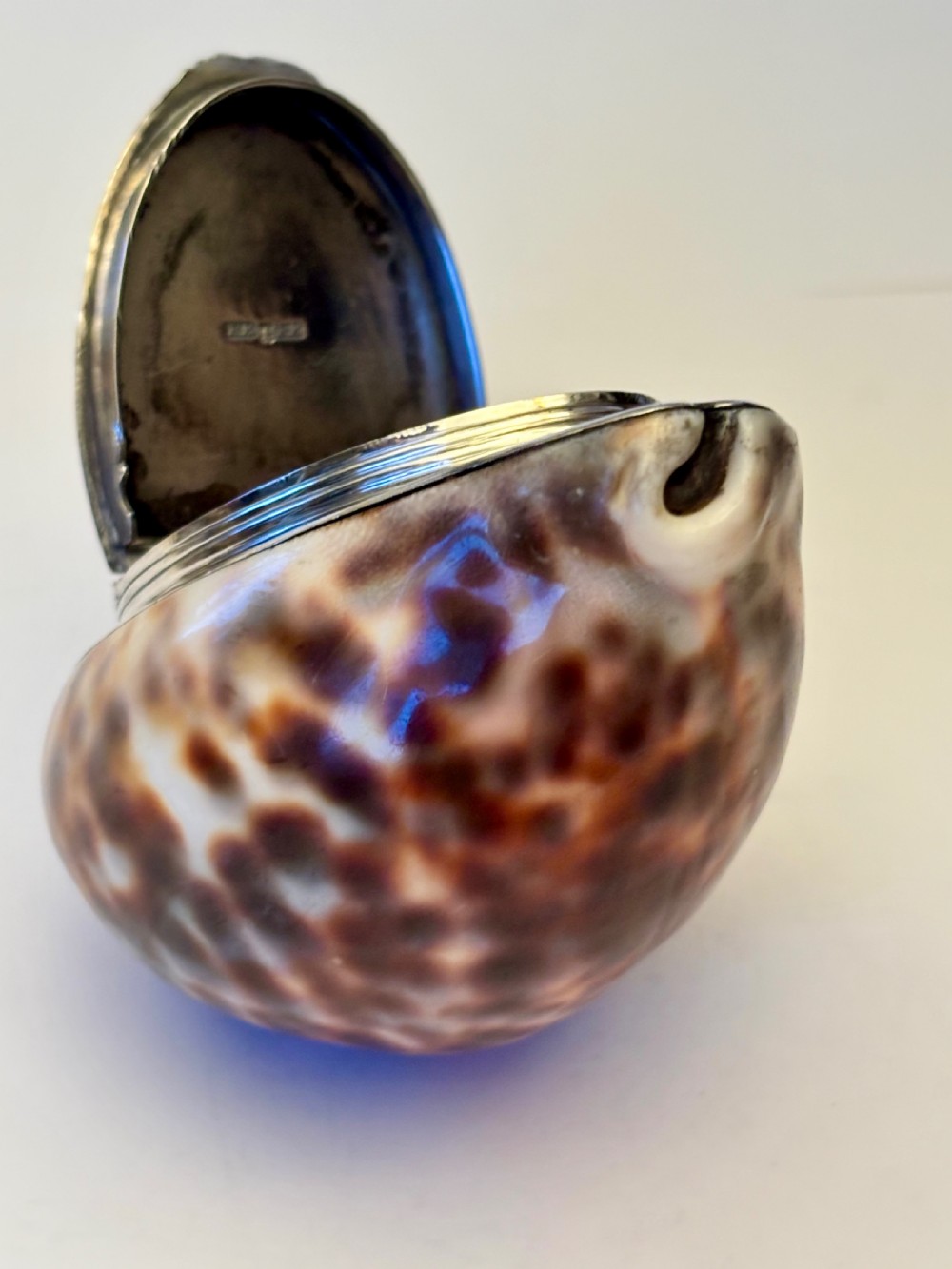 George III Scottish Provincial Silver Cowrie Shell Snuff Box ROBERT KEAY PERTH c1800 View XI
