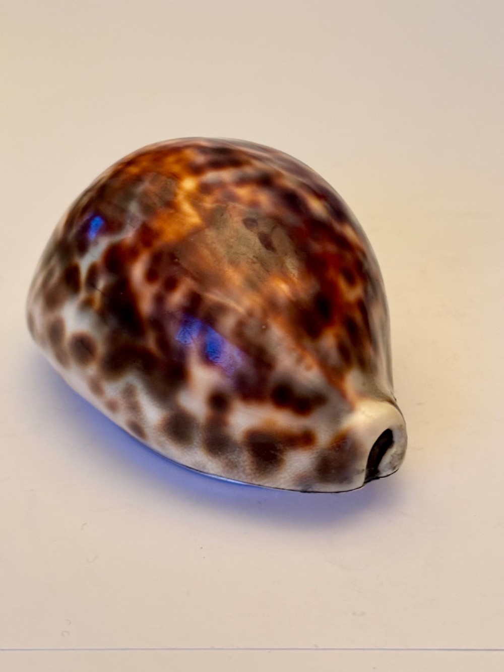 George III Scottish Provincial Silver Cowrie Shell Snuff Box ROBERT KEAY PERTH c1800 View XIV