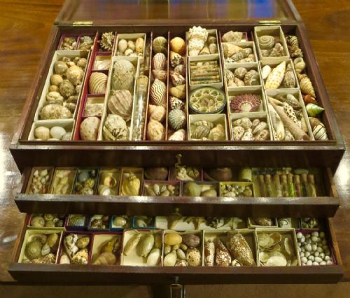 Impressive Collection of Victorian Sea Shells