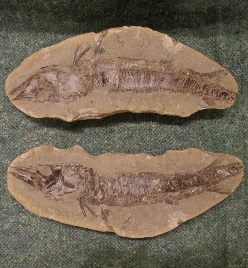 Split Rock Fozzilized Fish