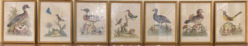 George Edwards (1694-1773) Set of Seven Framed Hand-coloured Etchings of Exotic Birds