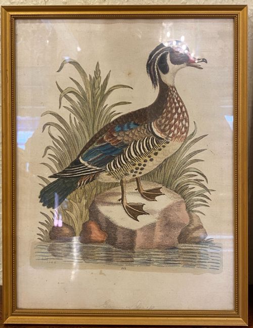 fig 1. George Edwards (1694-1773) set of SEVEN framed hand-coloured etchings of exotic birds