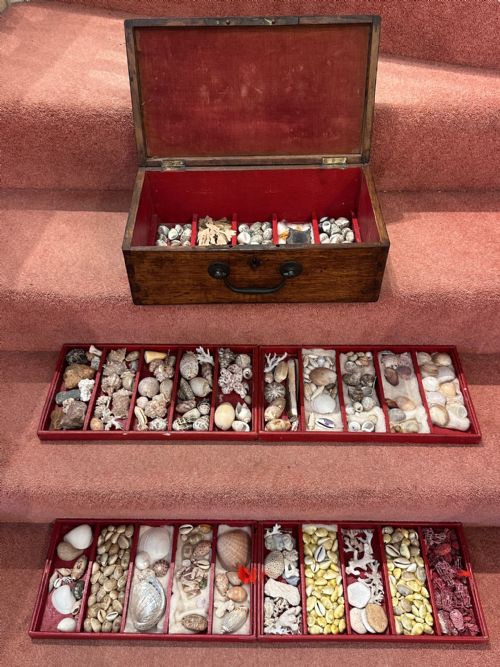 Victorian Oak Collectors / Specimen Case (Shells) C.1860