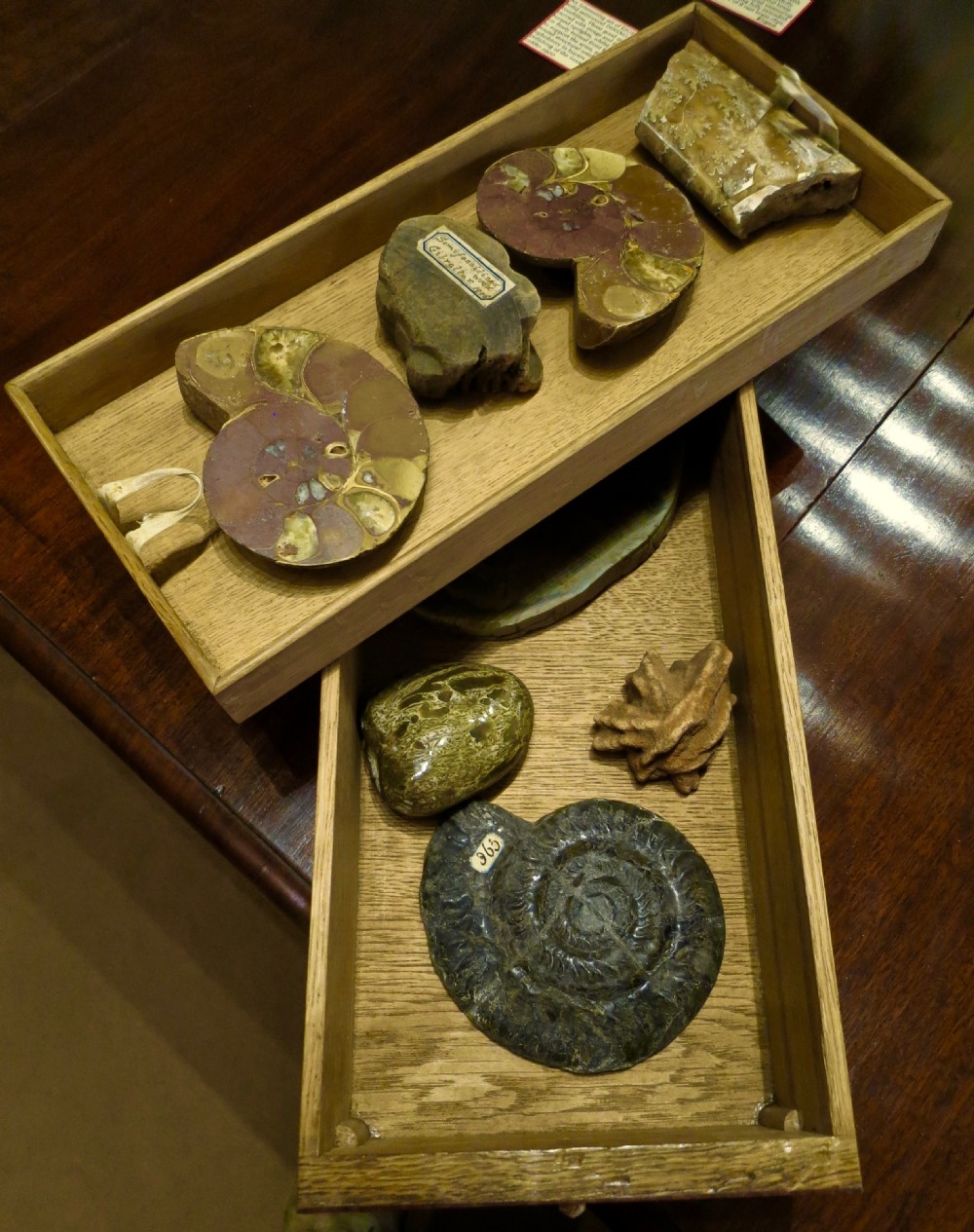 SHERATON COLLECTORS CABINET FULL OF FOSSILS View X
