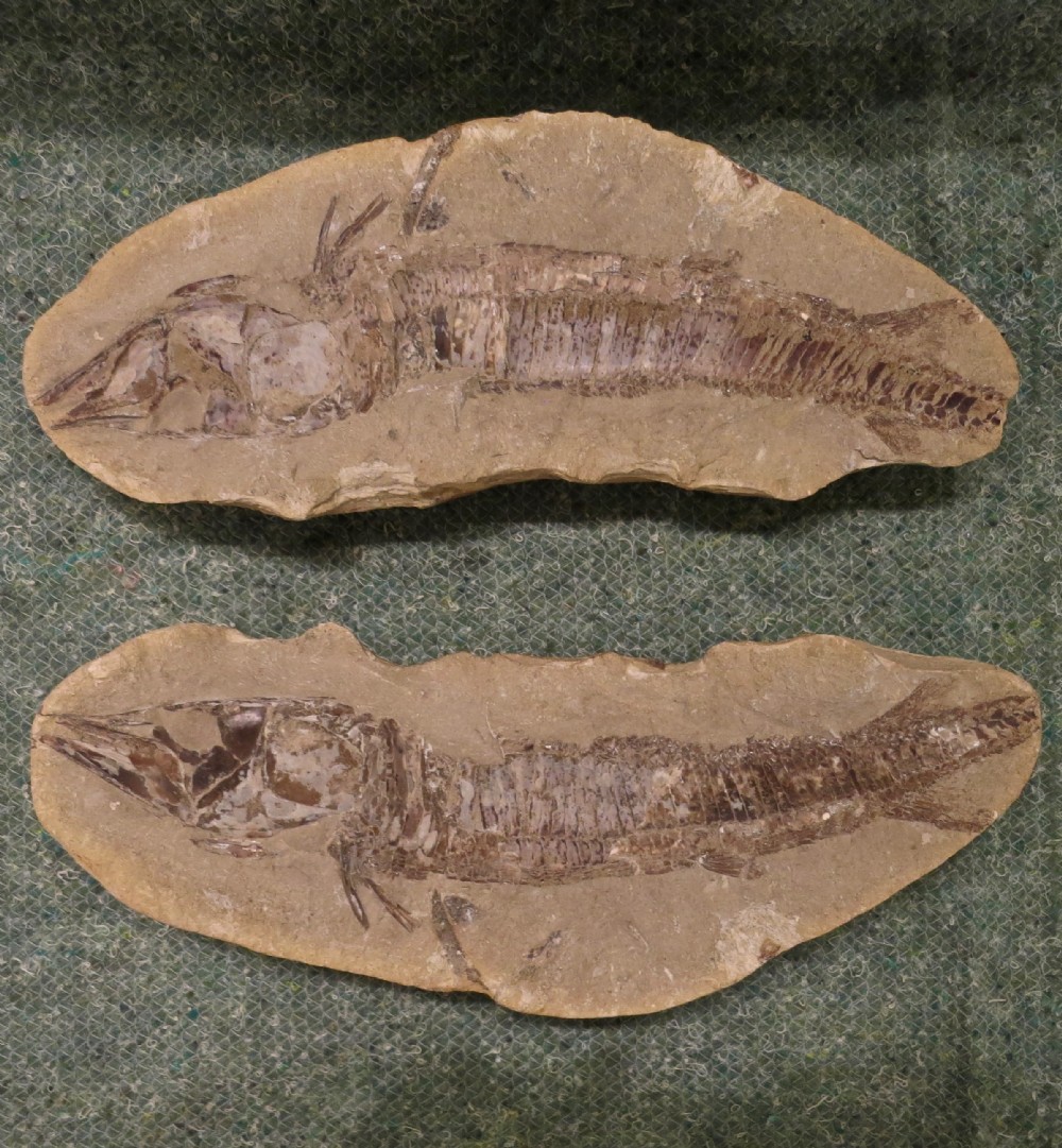 SPLIT ROCK FOZZILIZED FISH