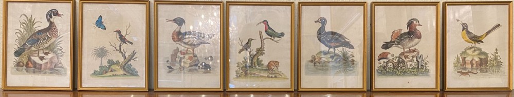 George Edwards (1694-1773) set of SEVEN framed hand-coloured etchings of exotic birds