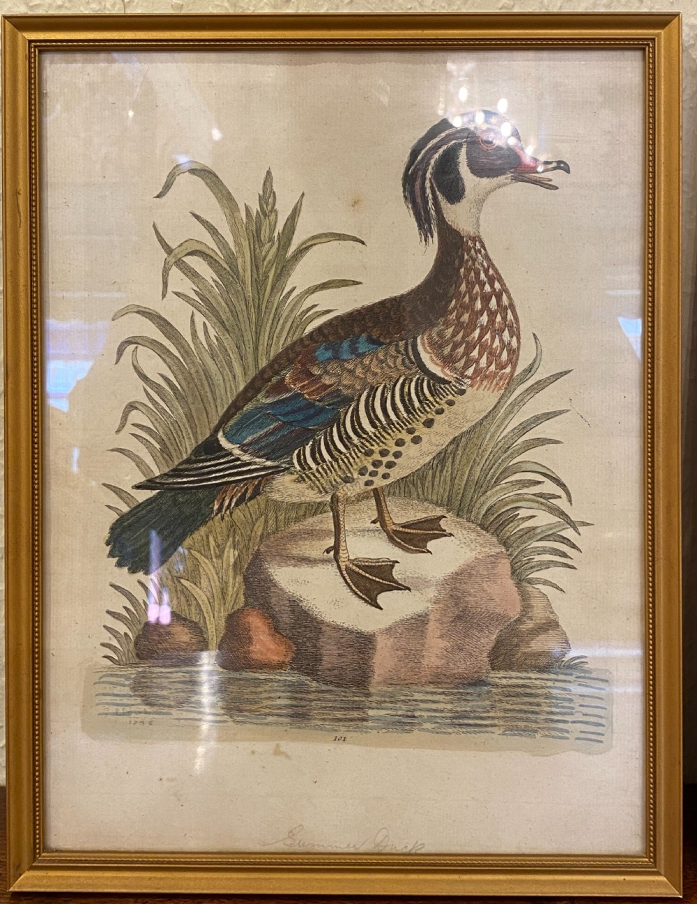 George Edwards (1694-1773) set of SEVEN framed hand-coloured etchings of exotic birds View II