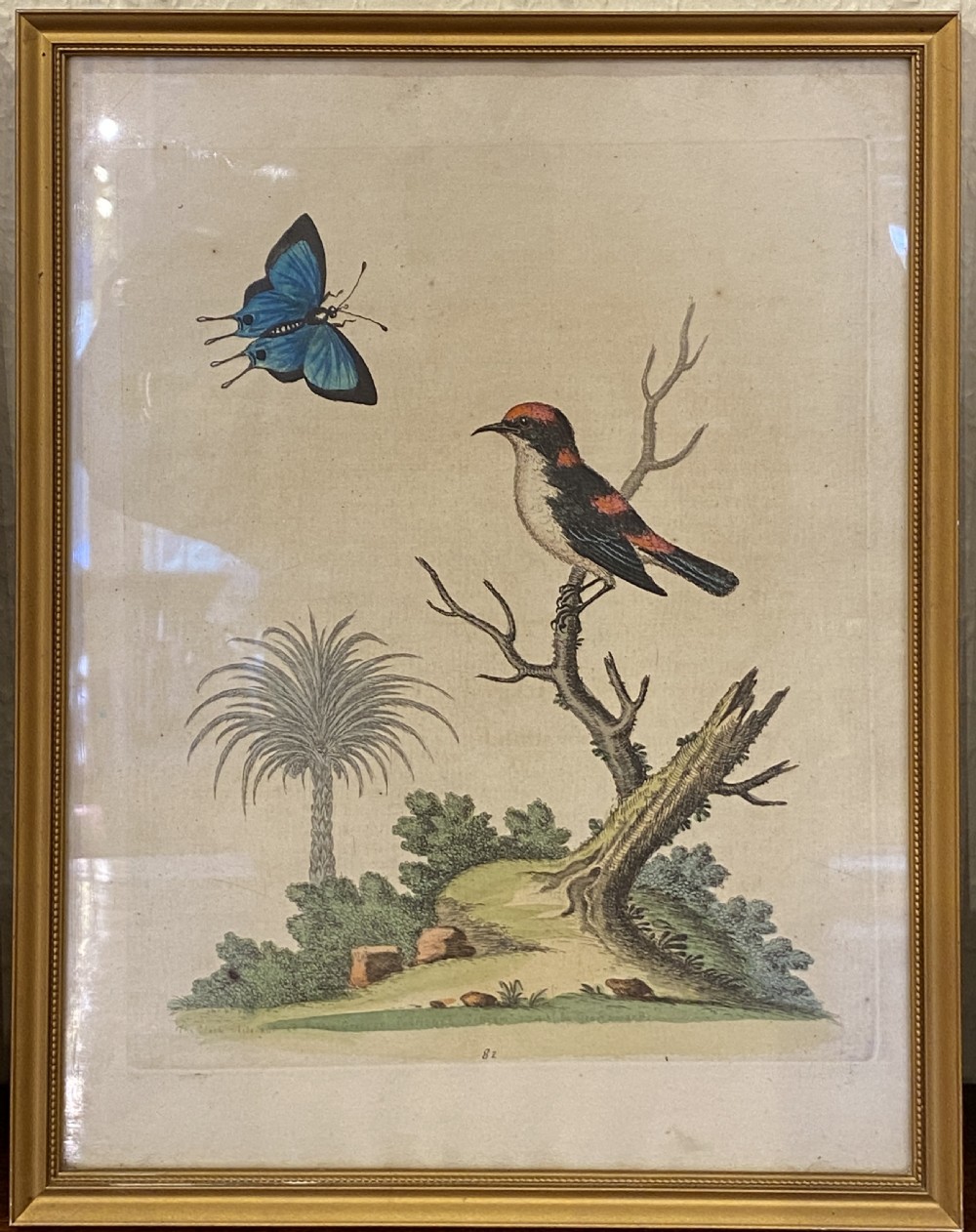 George Edwards (1694-1773) set of SEVEN framed hand-coloured etchings of exotic birds View III