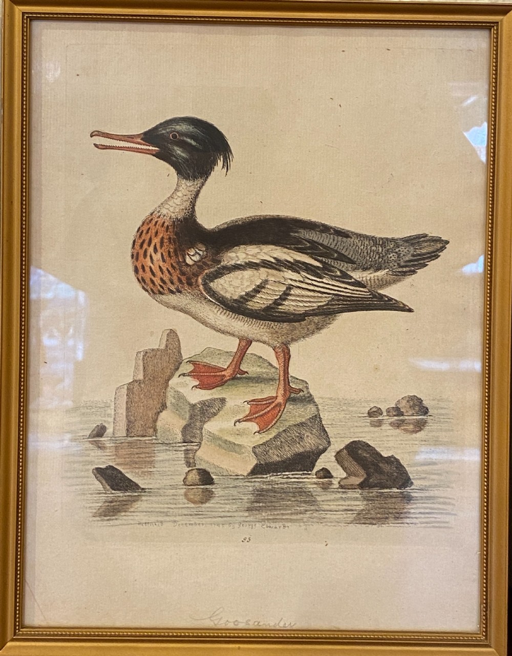 George Edwards (1694-1773) set of SEVEN framed hand-coloured etchings of exotic birds View IV