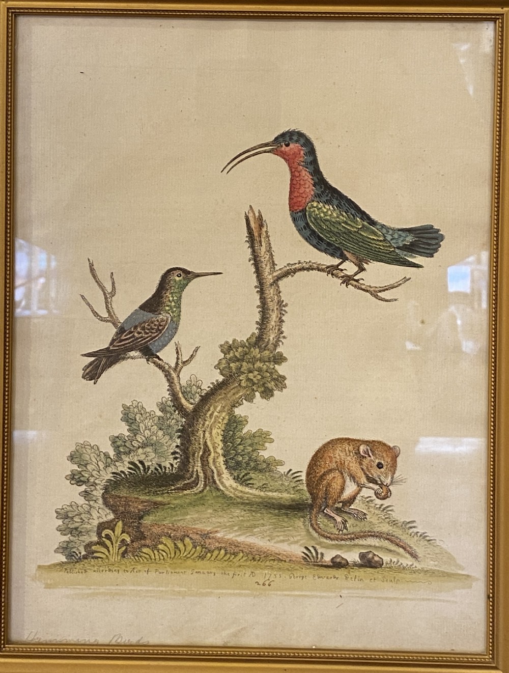 George Edwards (1694-1773) set of SEVEN framed hand-coloured etchings of exotic birds View V