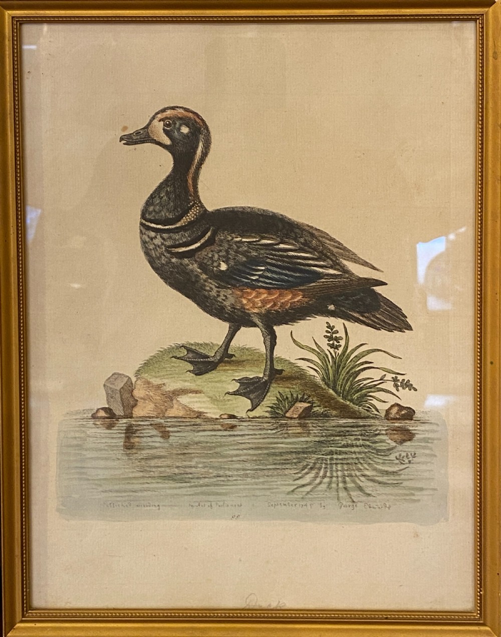 George Edwards (1694-1773) set of SEVEN framed hand-coloured etchings of exotic birds View VI