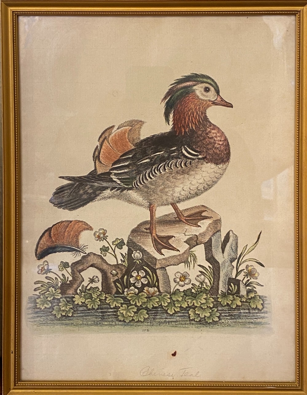 George Edwards (1694-1773) set of SEVEN framed hand-coloured etchings of exotic birds View VII