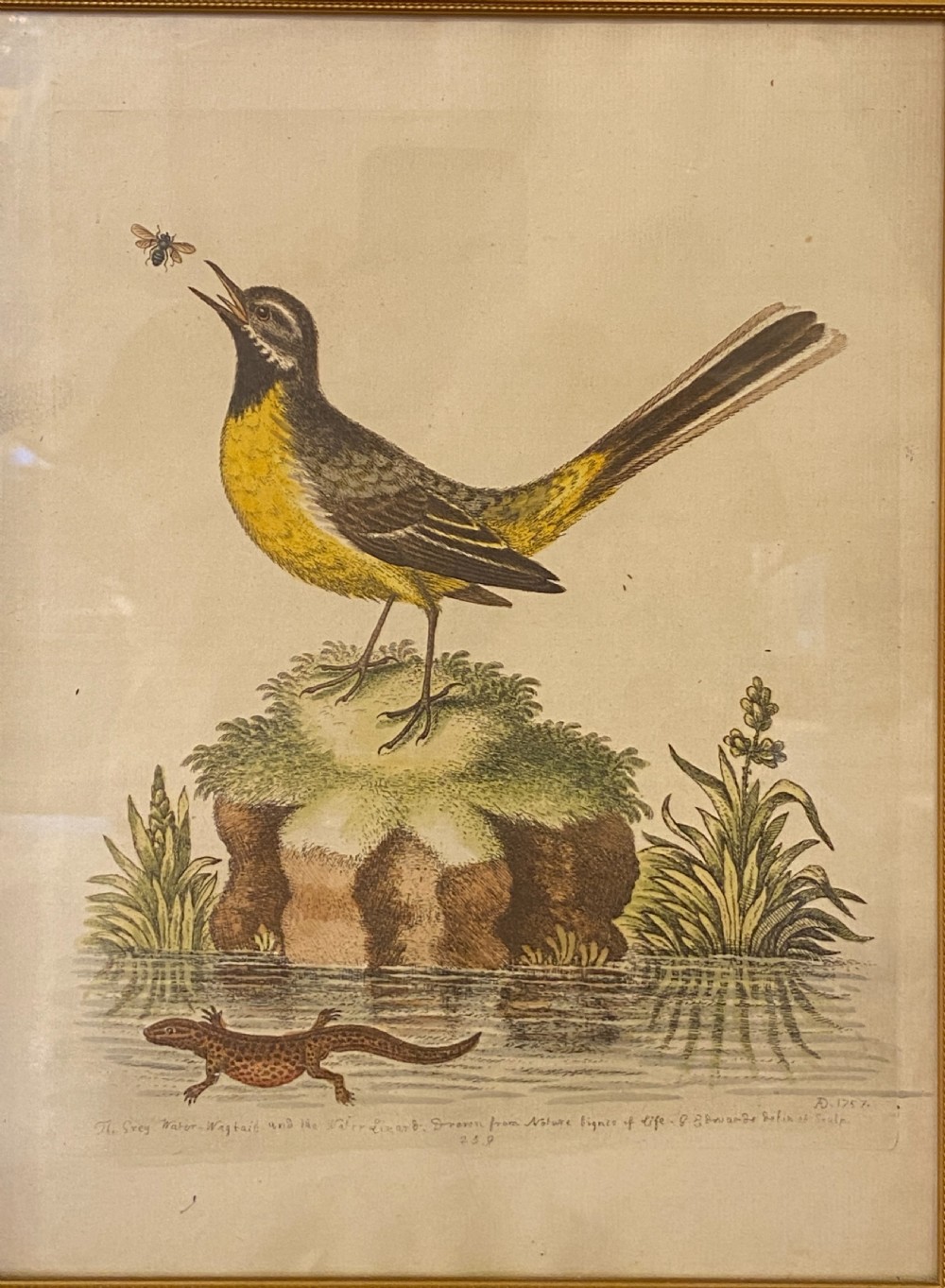 George Edwards (1694-1773) set of SEVEN framed hand-coloured etchings of exotic birds View VIII