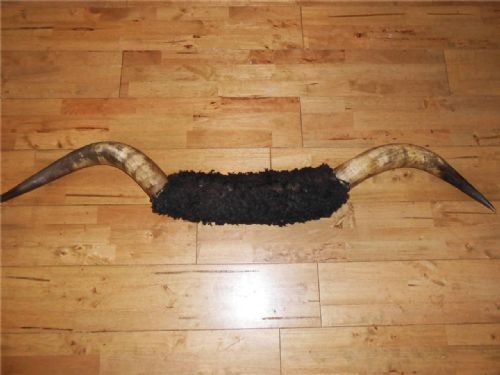 Impressive Massive Set of Cow Horns