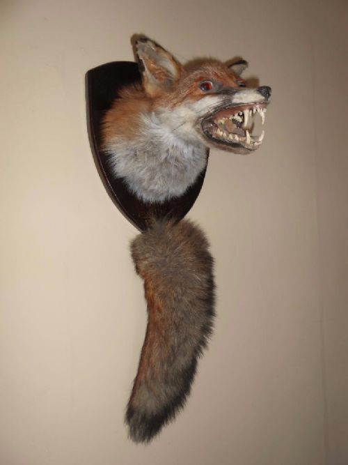 Antique Fox Mask Mount on Shield with Brush, Taxidermy