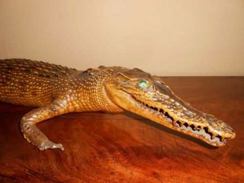 Victorian Taxidermy Caiman Crocodile