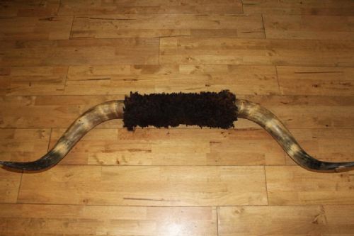 Impressive Massive Set of Horns / Highland Cattle