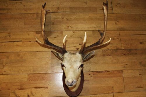 Vintage Taxidermy Deer Full Head Red Deer Oak Mount